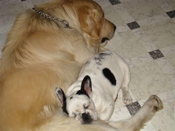 Fransk bulldog Gandorf  - Gandorf med sin storebror  billede 4