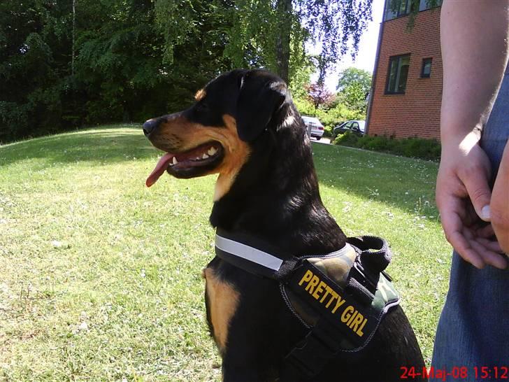 Blanding af racer Freja himmelhund - hmm far prøver at lære mig at blive siddende når han kaster bolden, er bare så svært billede 15