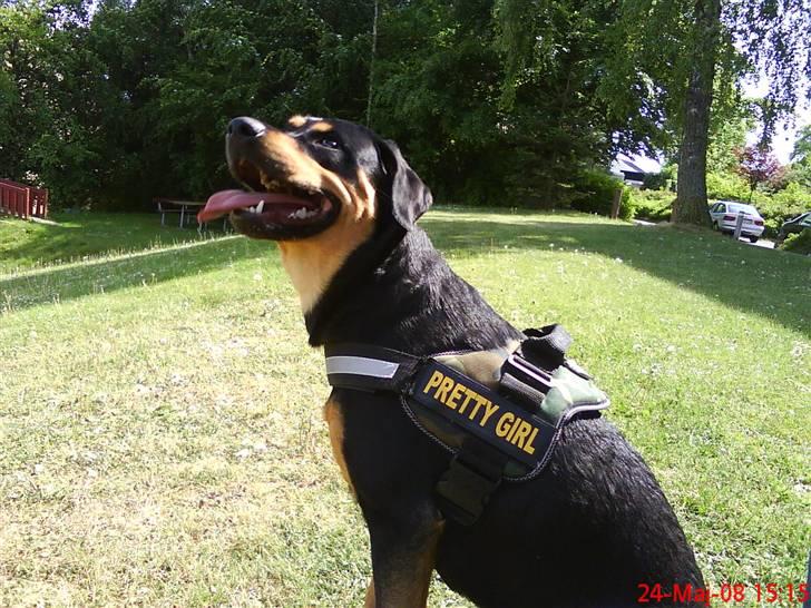 Blanding af racer Freja himmelhund - venter stadig på at der bliver sagt værsgo billede 16