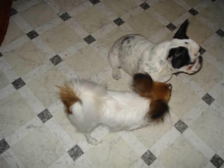 Fransk bulldog Gandorf  - Gandorf sammen med sin storesøster Mini billede 5