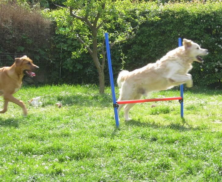 Golden retriever Charlie - okay nogle gange er hun a lidt sød XD billede 11