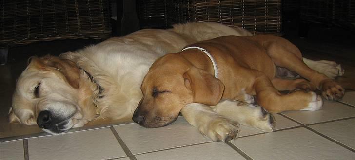 Golden retriever Charlie - Okay nogle gange er hun da lidt sød billede 12