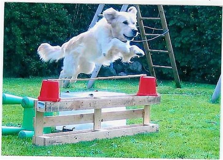 Golden retriever Charlie - Charlie i sine "unge" dage ;D han elsker at springe billede 13