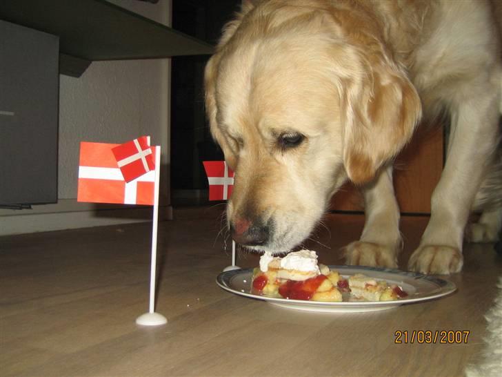 Golden retriever Charlie - Jubi det er min fødselsdag :) billede 14