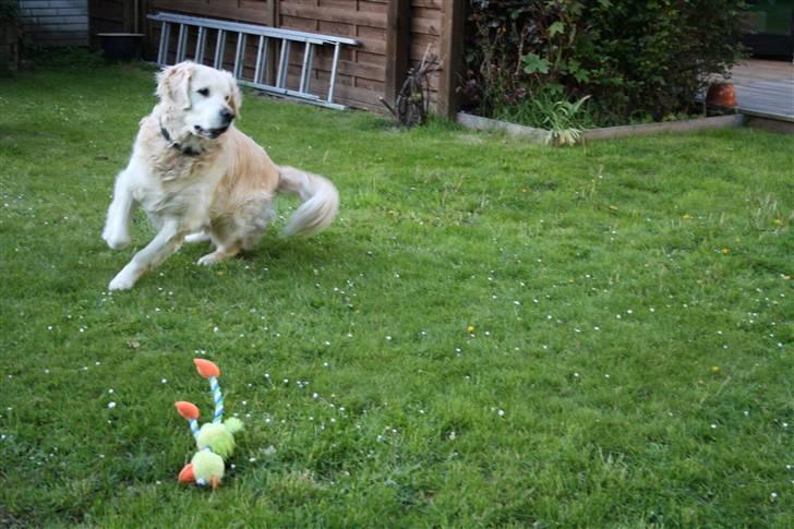 Golden retriever Charlie billede 15