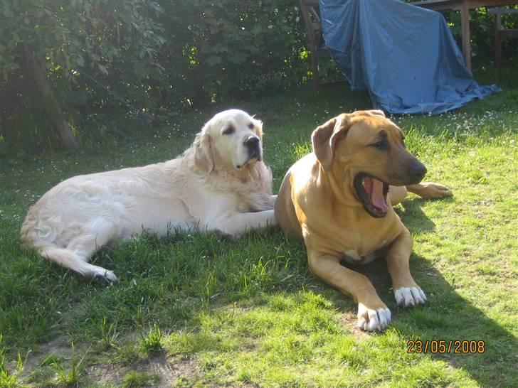 Broholmer Freya nu 2 år R.I.P. - Gaab billede 13