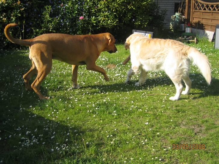 Broholmer Freya nu 2 år R.I.P. - d. 24/5 08. Jeg vil drille Charlie lidt billede 14