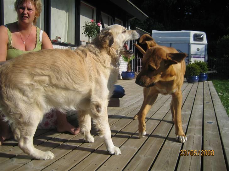 Broholmer Freya nu 2 år R.I.P. billede 15
