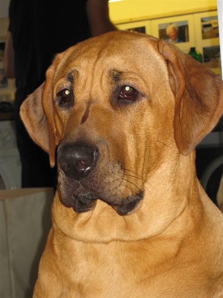 Broholmer Freya nu 2 år R.I.P. - d. 21.9 08 (kan man være mere fotogen billede 16