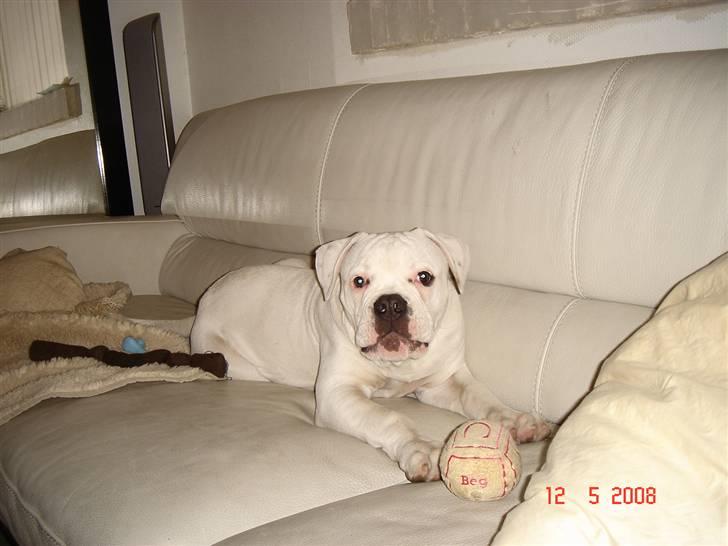 Amerikansk bulldog Valentino billede 15