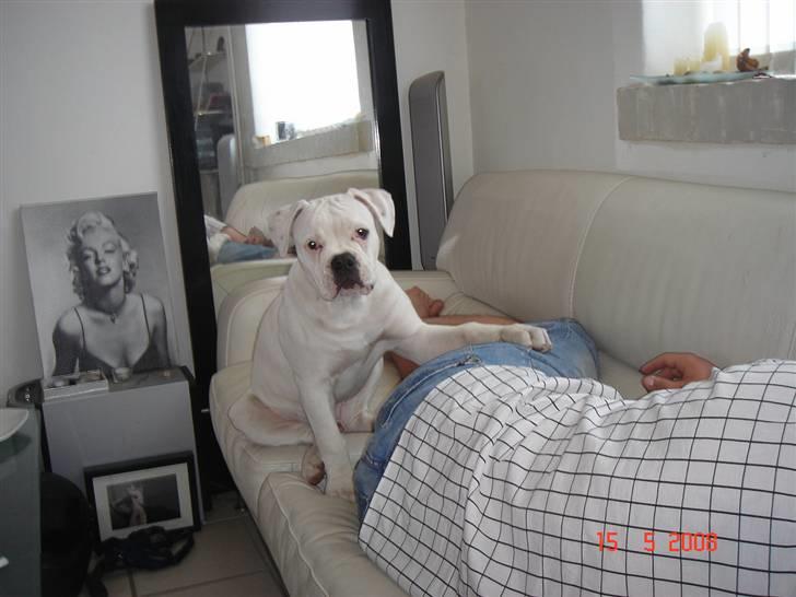 Amerikansk bulldog Valentino billede 16