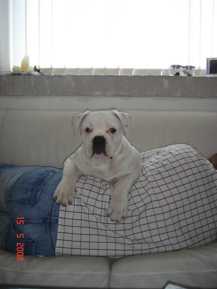 Amerikansk bulldog Valentino billede 17