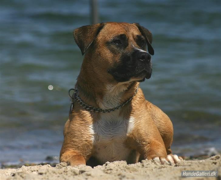 Blanding af racer Odin billede 12