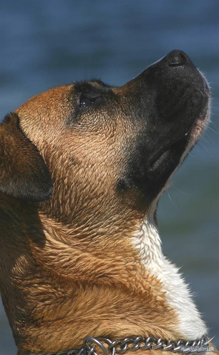 Blanding af racer Odin billede 13