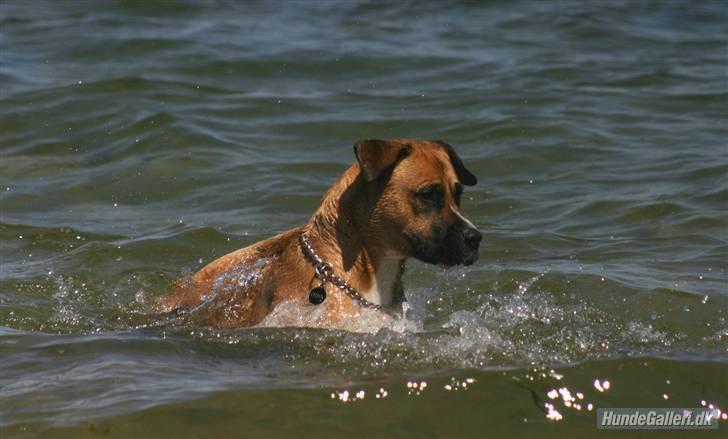 Blanding af racer Odin - Kiki??!! billede 14