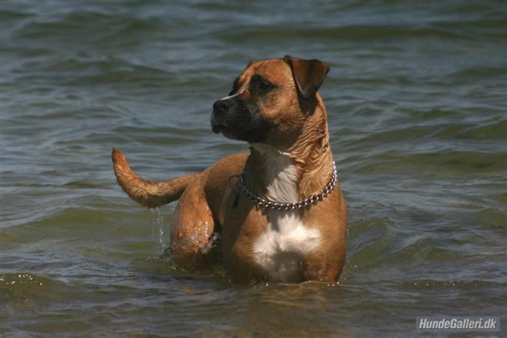 Blanding af racer Odin - Hey i gir´ ikke Kiki pølser når jeg er herude vel?? billede 15