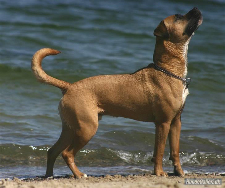 Blanding af racer Odin - Jeg kan da også lege fotomodel... billede 16