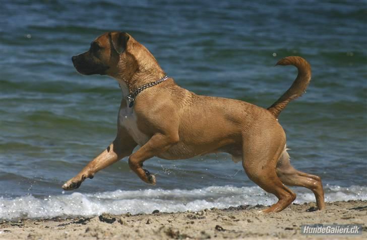 Blanding af racer Odin billede 17