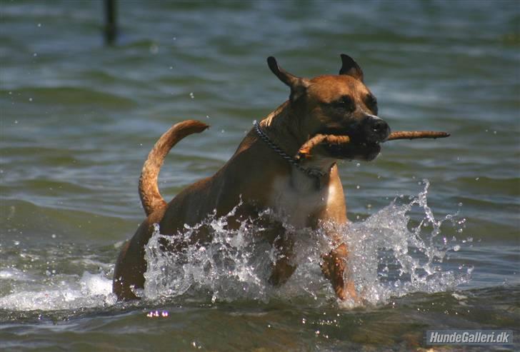 Blanding af racer Odin billede 18