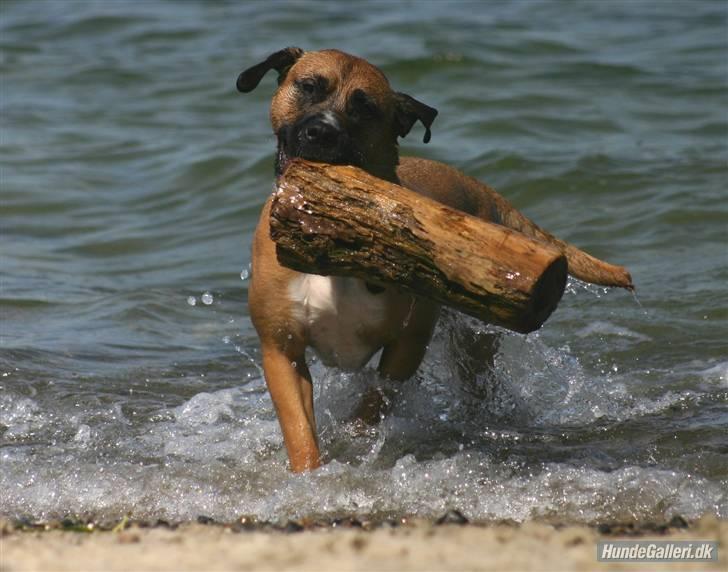 Blanding af racer Odin - Se min lille pind mor.. Er den ikke flot...?? Kaster du den? billede 19