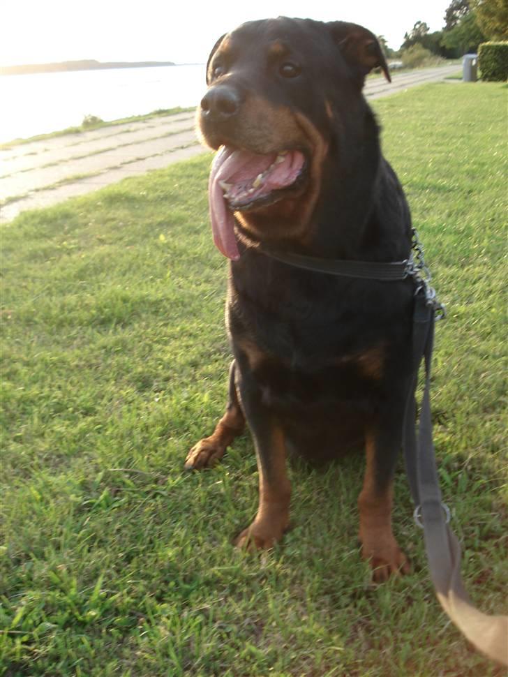 Rottweiler Titan 1998-2008 R.I.P  billede 1