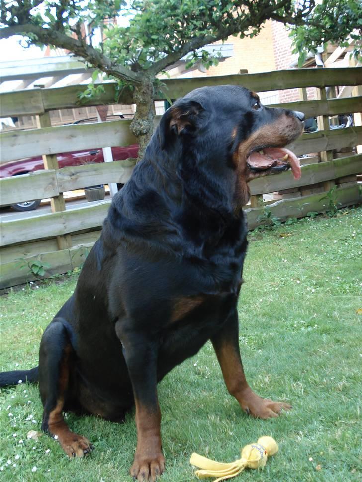 Rottweiler Titan 1998-2008 R.I.P  billede 2