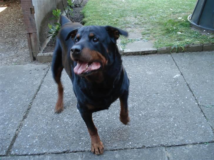 Rottweiler Titan 1998-2008 R.I.P  billede 3