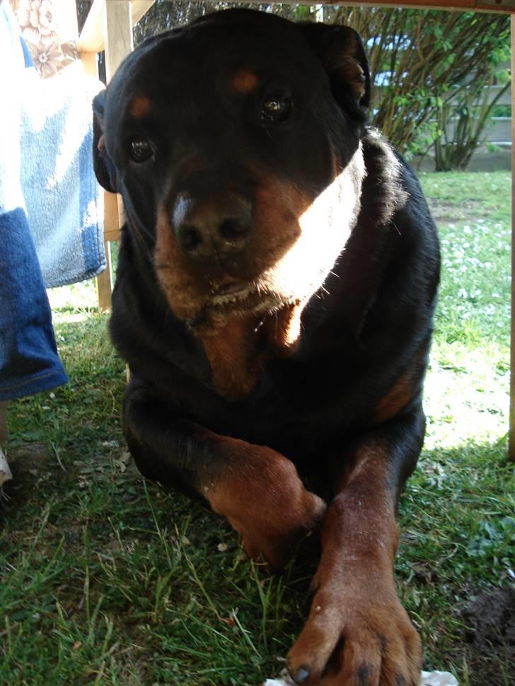 Rottweiler Titan 1998-2008 R.I.P  billede 4