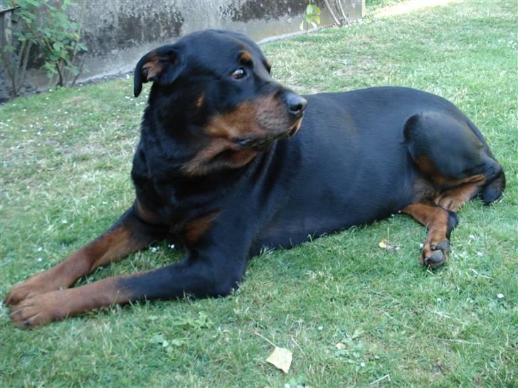 Rottweiler Titan 1998-2008 R.I.P  billede 5