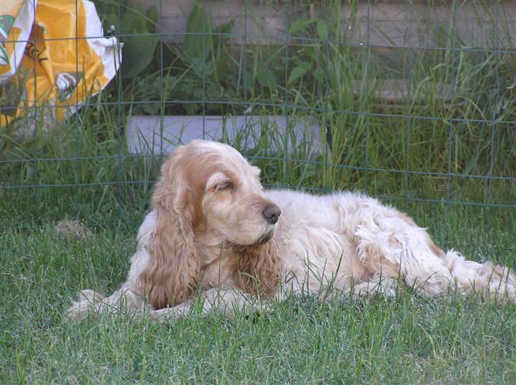 Cocker spaniel Chianti (Fisen) R.I.P - Min reservemor Line billede 17