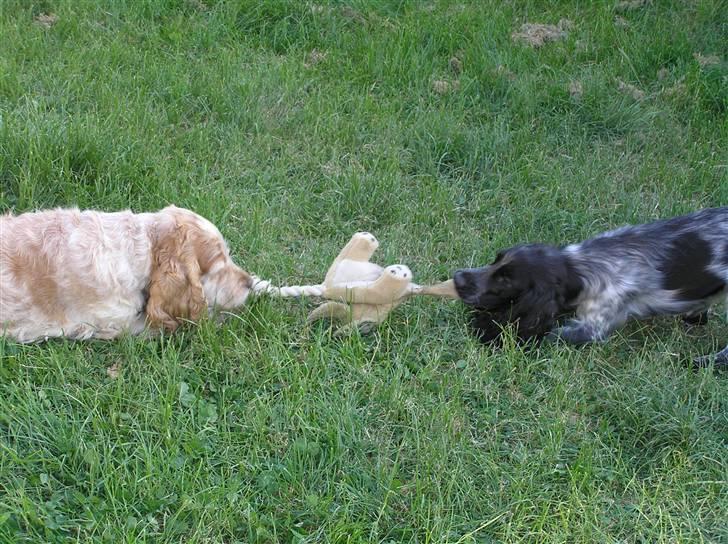 Cocker spaniel Chianti (Fisen) R.I.P - Det er altså MIN bamse Line... Slip så billede 19