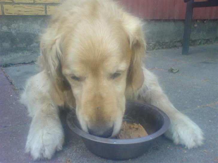 Golden retriever Olympus R.I.P <3 - Da han næsten ikke gad og spise mere, kort tid inden han blev aflivet :( billede 10