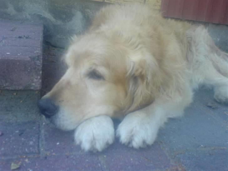Golden retriever Olympus R.I.P <3 - Lægger og slapper af - da han var syg.. :( billede 11