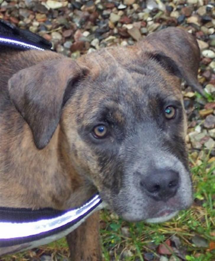 Amerikansk staffordshire terrier angel <3  billede 1