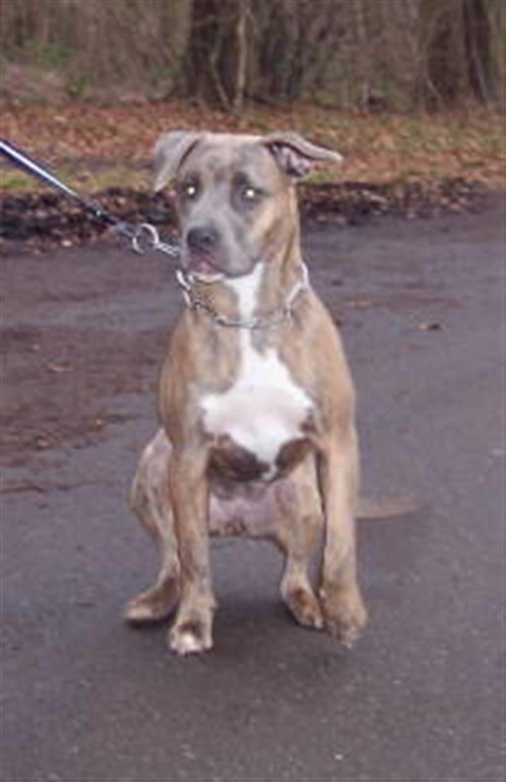 Amerikansk staffordshire terrier angel <3  billede 2