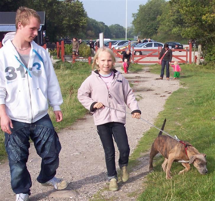 Amerikansk staffordshire terrier angel <3  billede 3