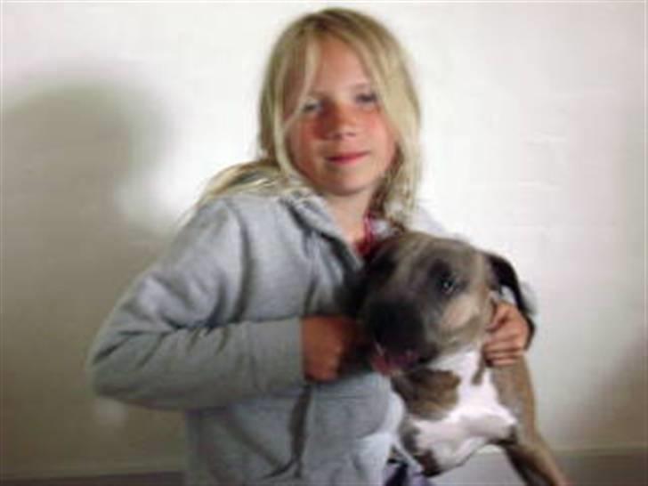 Amerikansk staffordshire terrier angel <3  billede 4