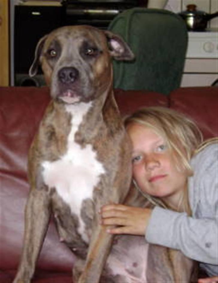 Amerikansk staffordshire terrier angel <3  billede 6