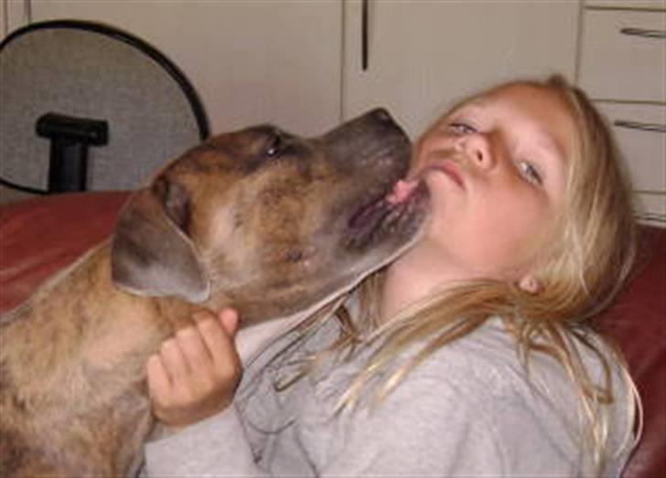 Amerikansk staffordshire terrier angel <3  billede 7