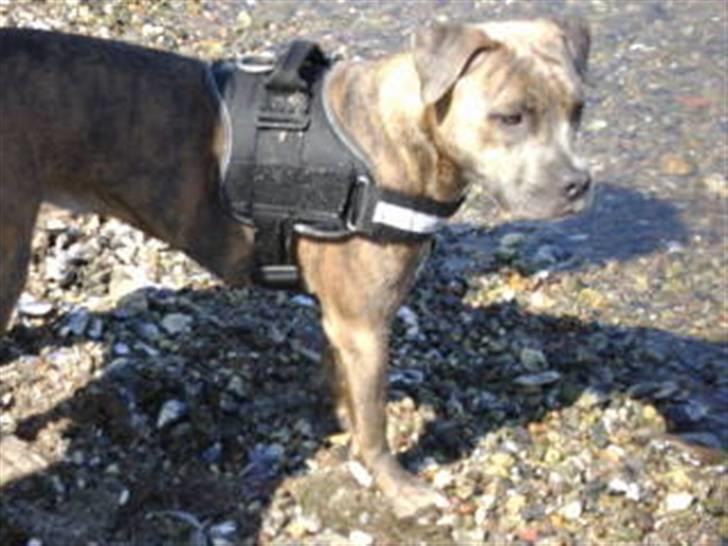 Amerikansk staffordshire terrier angel <3  billede 8