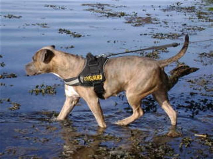 Amerikansk staffordshire terrier angel <3  billede 9