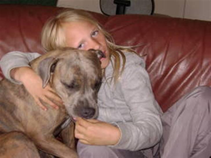 Amerikansk staffordshire terrier angel <3  billede 10