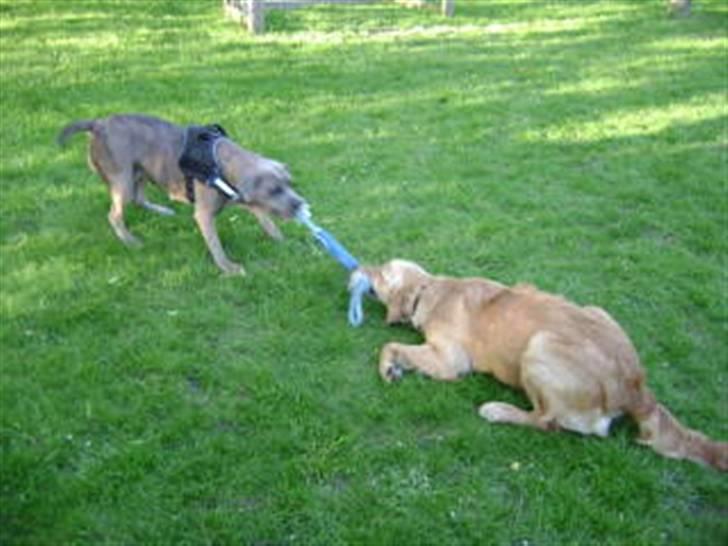 Amerikansk staffordshire terrier angel <3  billede 11