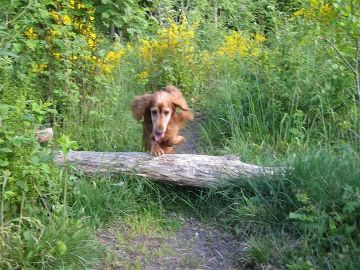 Cocker spaniel Ibber - Spring i skoven, ved godt det ser ud som om at han rører men det gør han ikke ;D<3 billede 12