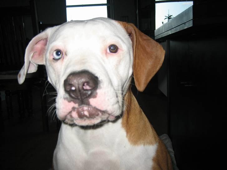 Amerikansk bulldog JAB´S Stanley the monster billede 10