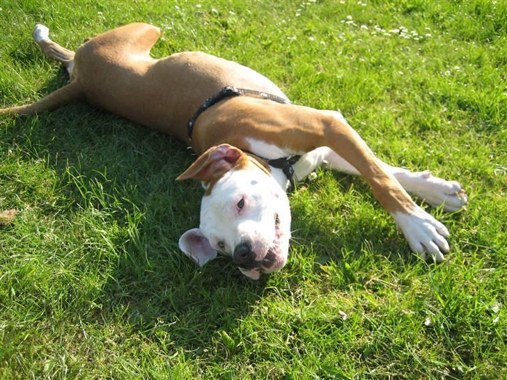 Amerikansk bulldog JAB´S Stanley the monster billede 11