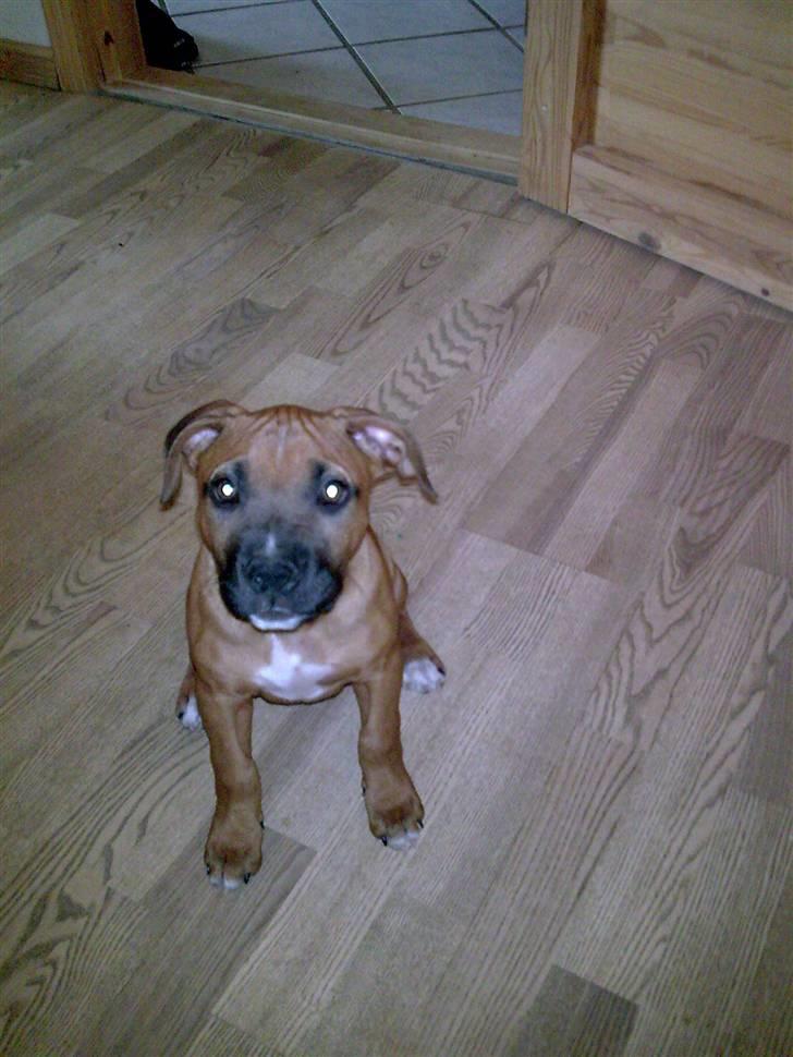 Amerikansk staffordshire terrier Nelli - Hej, jeg hedder Nelli billede 1