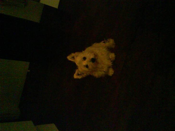 West highland white terrier Olfert *DØD* billede 2