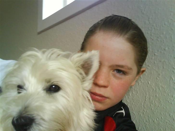 West highland white terrier Olfert *DØD* billede 3