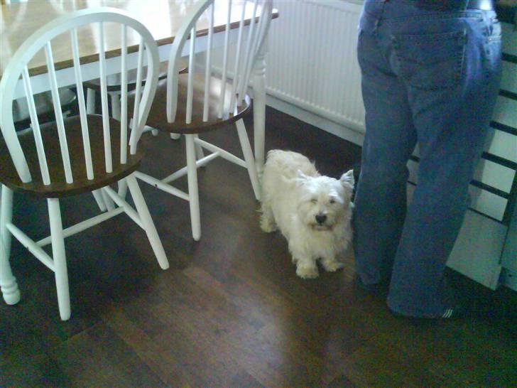 West highland white terrier Olfert *DØD* billede 5